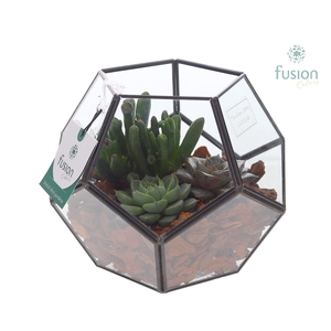 Geometrisch planter met succulenten
