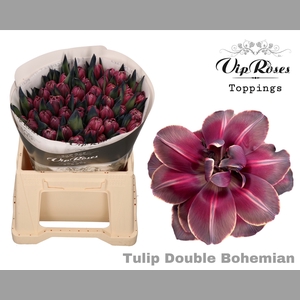 TU DU DOUBLE BOHEMIAN