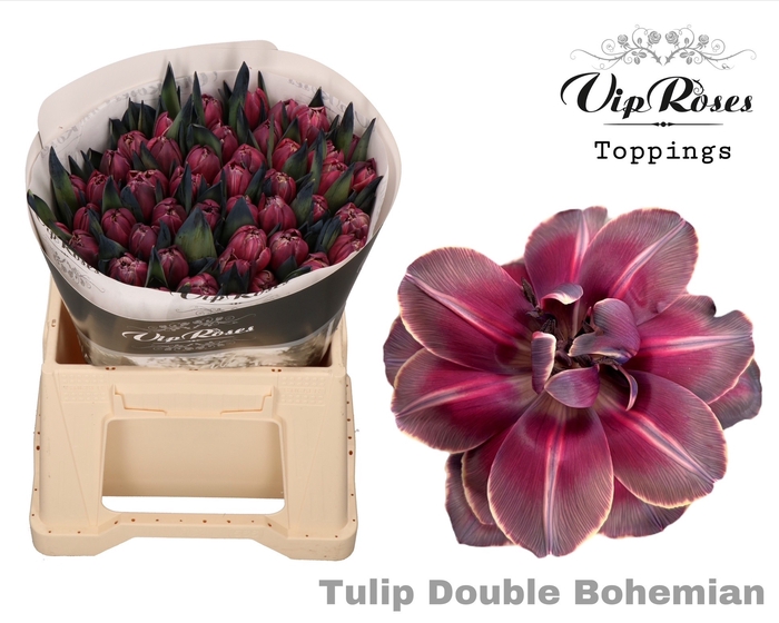 <h4>Tu Du Vip Double Bohemian</h4>