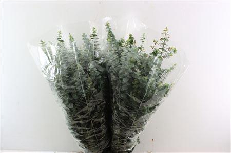 <h4>EUCA BABY BLUE 200GR P BUNCH</h4>