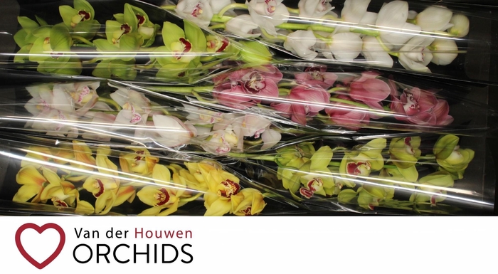 <h4>70 cm gemengd</h4>