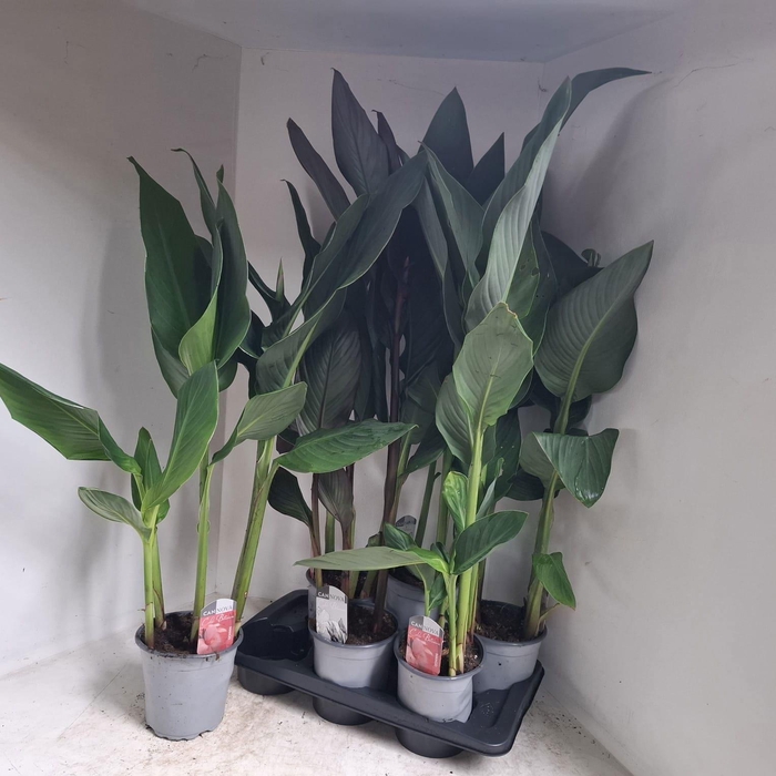 <h4>Canna Cannova Gem</h4>