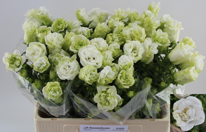 <h4>CAMPANULA MEDIUM 'KILIMANJARO'</h4>