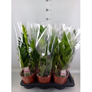 Zamioculcas zamiifolia 'Pixie'