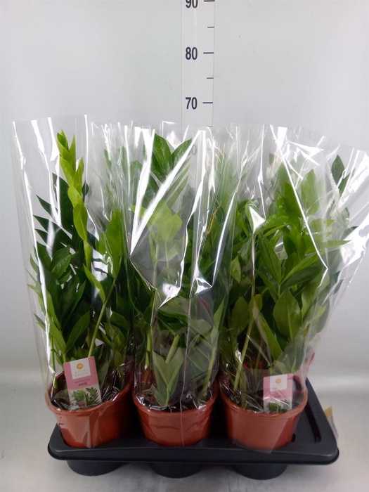 <h4>Zamioculcas zamiifolia 'Pixie'</h4>