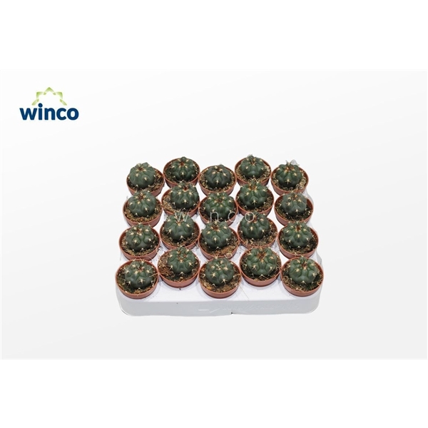 <h4>Gymnocalycium Pfanzi</h4>