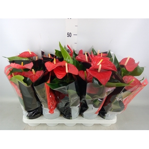 Anthurium andr. 'Querida'