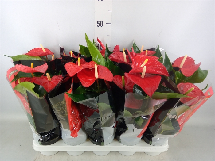 <h4>Anthurium andr. 'Querida'</h4>