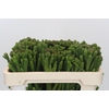 Kaaps Groen Albigreen