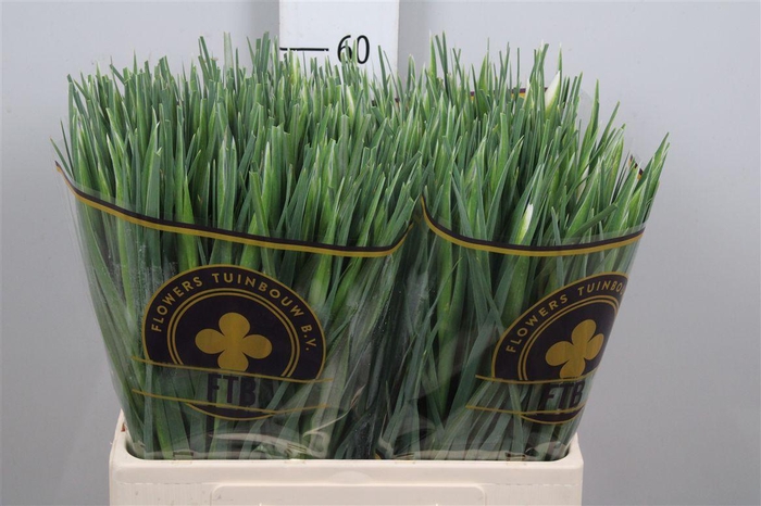 <h4>Iris White Magic</h4>