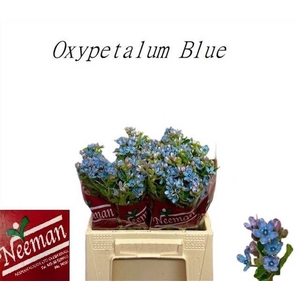 OXY CO TAN PURE BLU