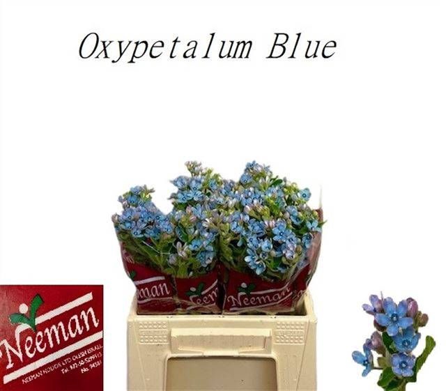 <h4>OXY CO TAN PURE BLU</h4>
