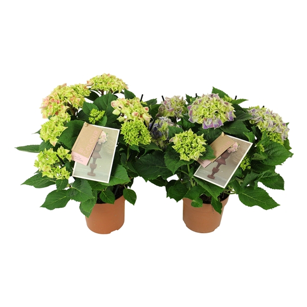 <h4>Hydrangea bicolor mix 7/8 flowers</h4>
