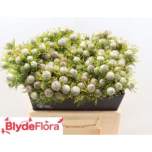 LEUCAD L AY JA PE VT