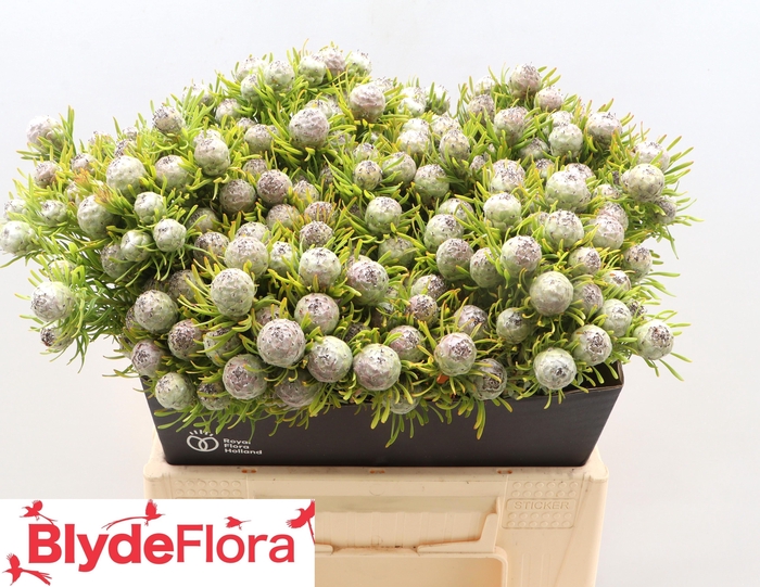 <h4>LEUCAD L AY JA PE VT</h4>