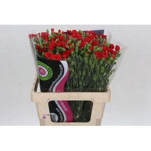 Dianthus Sp Symply Love