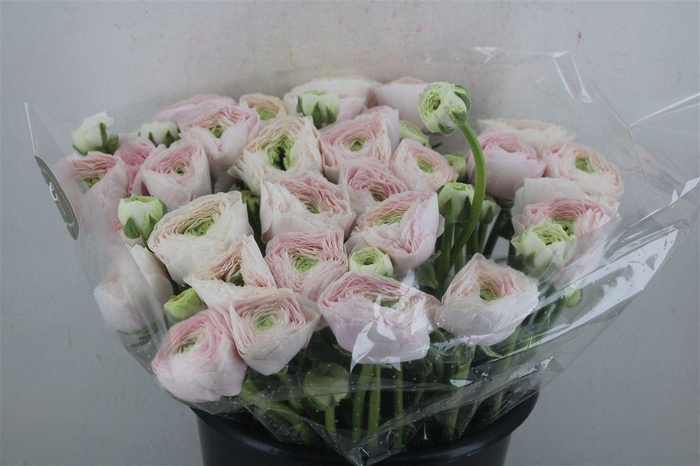 <h4>Ran Cloni Sup Hanoi</h4>