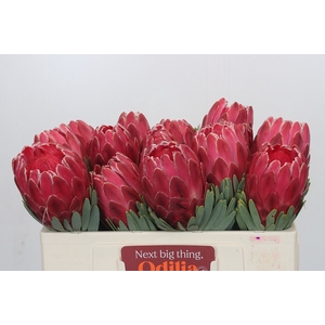 Protea Venus