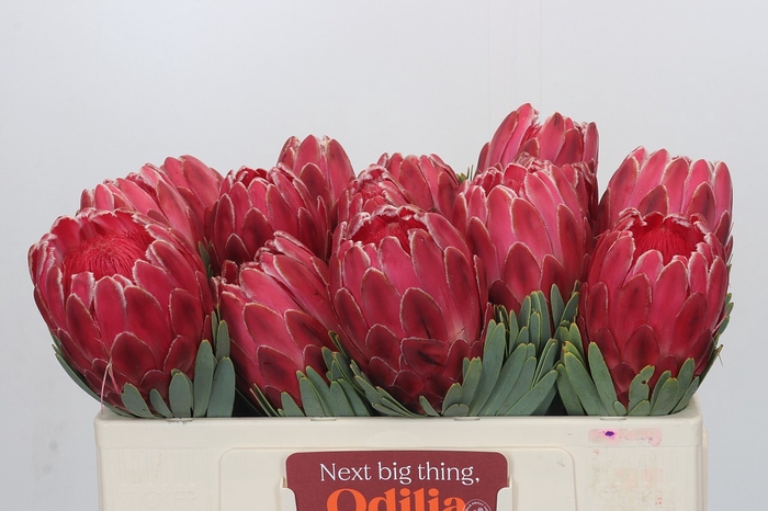 <h4>Protea Venus</h4>