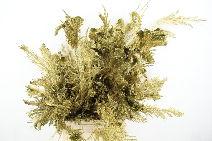 <h4>Cryptomeria Gold</h4>