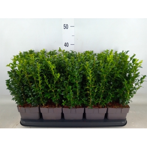 Buxus semp.   ...