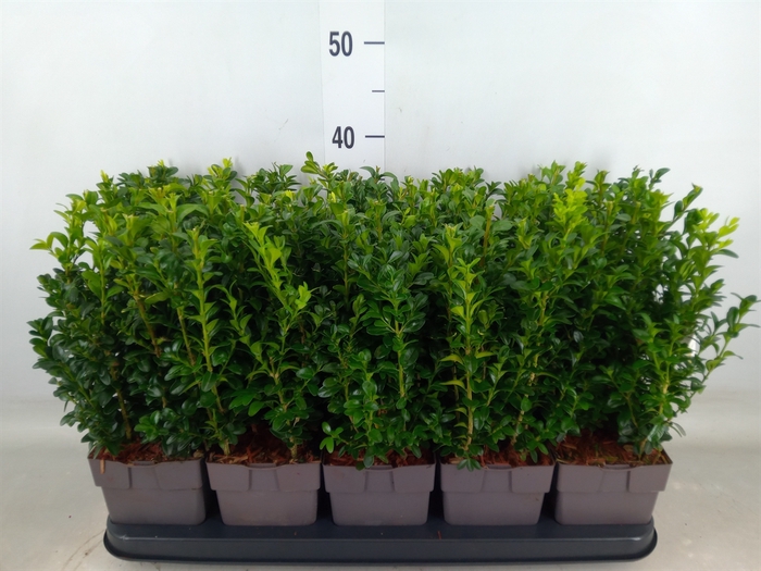 <h4>Buxus semp.   ...</h4>