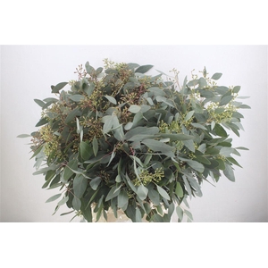 Euca Populus Berry 300gr P Bunch