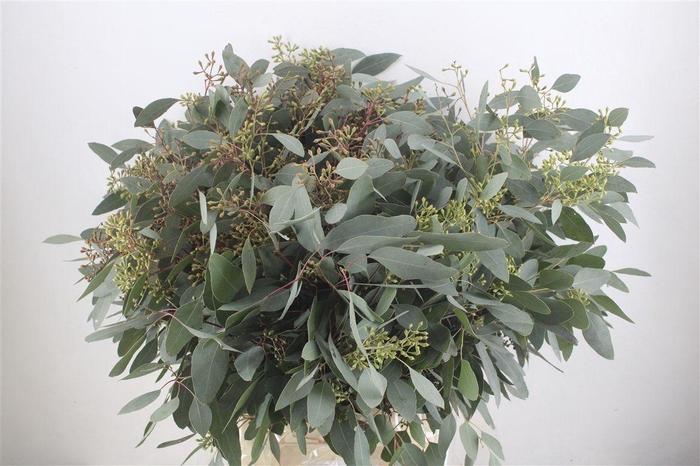 <h4>Euca Populus Berry 300gr P Bunch</h4>