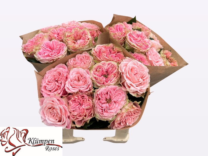 <h4>R Gr Country Girl Kluempen</h4>
