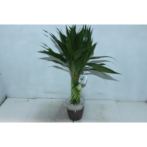 BAMBU TORCIDO ACRILICO