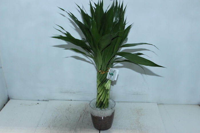 <h4>BAMBU TORCIDO ACRILICO</h4>