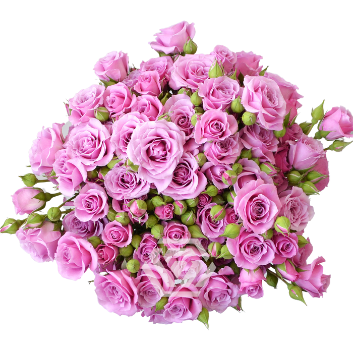 <h4>R TR BLUE MOON Tessa</h4>