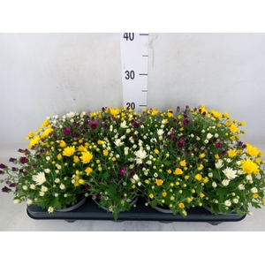 Chrysanthemum   ..mix/pot