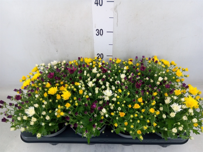 <h4>Chrysanthemum   ..mix/pot</h4>