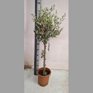 OLEA EUROPAEA