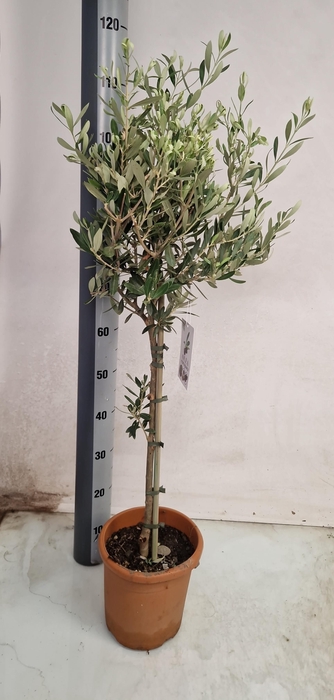 <h4>OLEA EUROPAEA</h4>