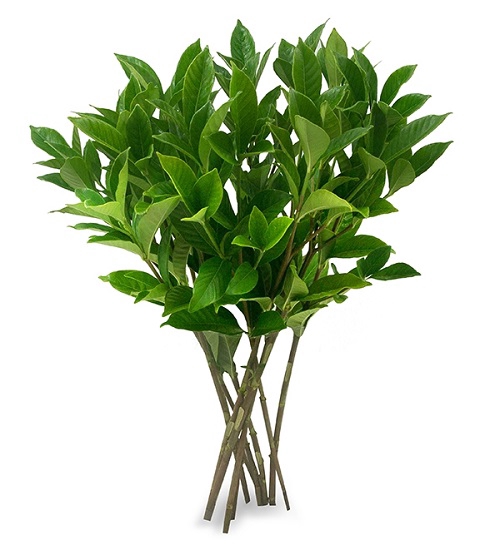 <h4>FOLHAGEM GARDENIA</h4>