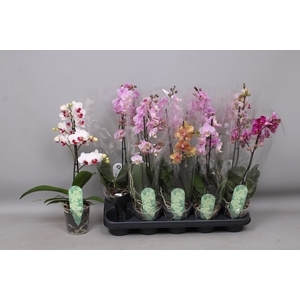 PHAL MF GEM 3 KL