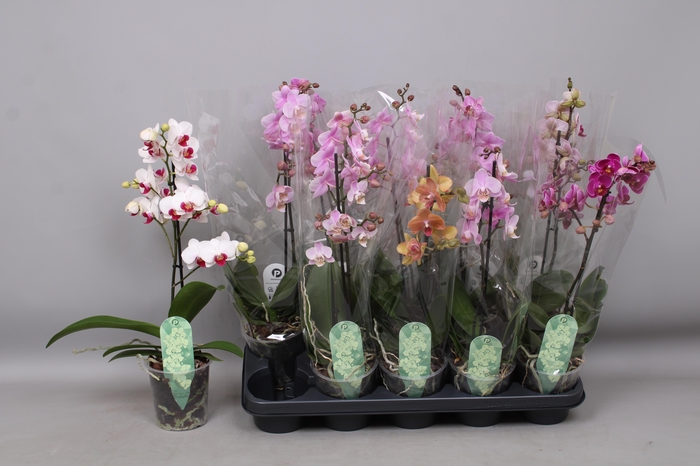 <h4>PHAL MF GEM 4 KL</h4>
