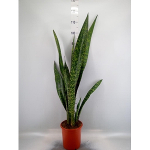 Sansevieria trifa.   ...