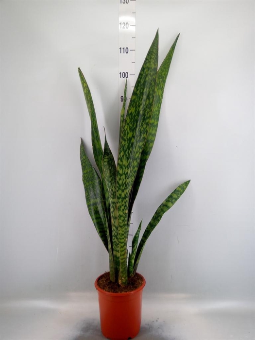 <h4>Sansevieria trifa. ...</h4>