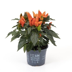 CAPSICUM ANNUUM Sierplant