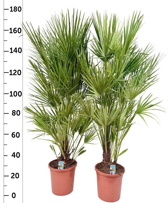 <h4>CHAM HUMILIS</h4>