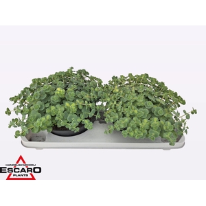 SEDUM SI MEDIOVARIEG