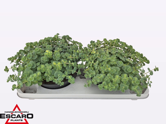 <h4>SEDUM SI MEDIOVARIEG</h4>