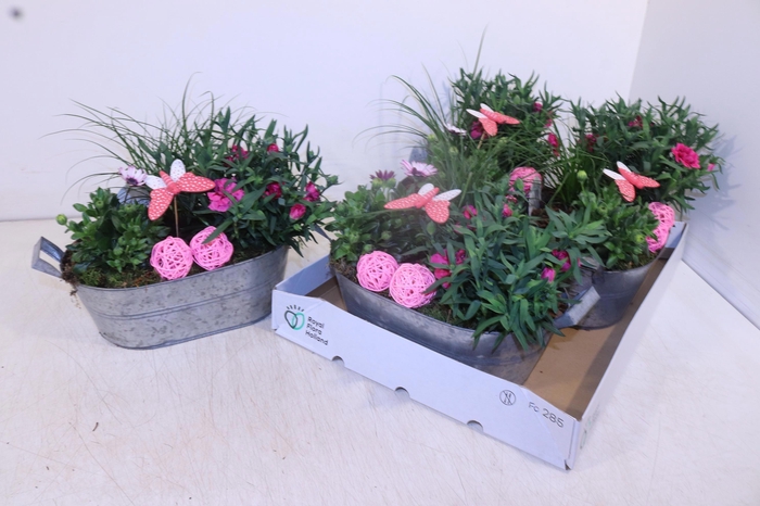 <h4>ARR TUINPLANTEN</h4>