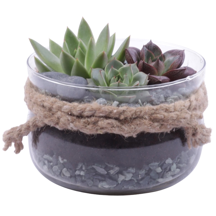<h4>Yearround Arr. Succulent Glass Bowl with Rope Ø16cm 3PP</h4>