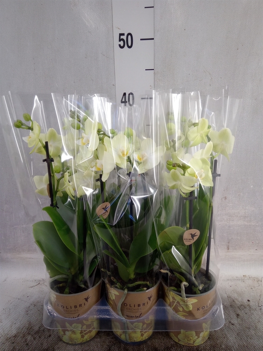 Phalaenopsis multi. 'FC Gold Story'