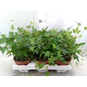 Hedera helix 'Diny'