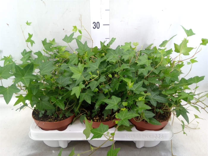 <h4>Hedera helix 'Diny'</h4>